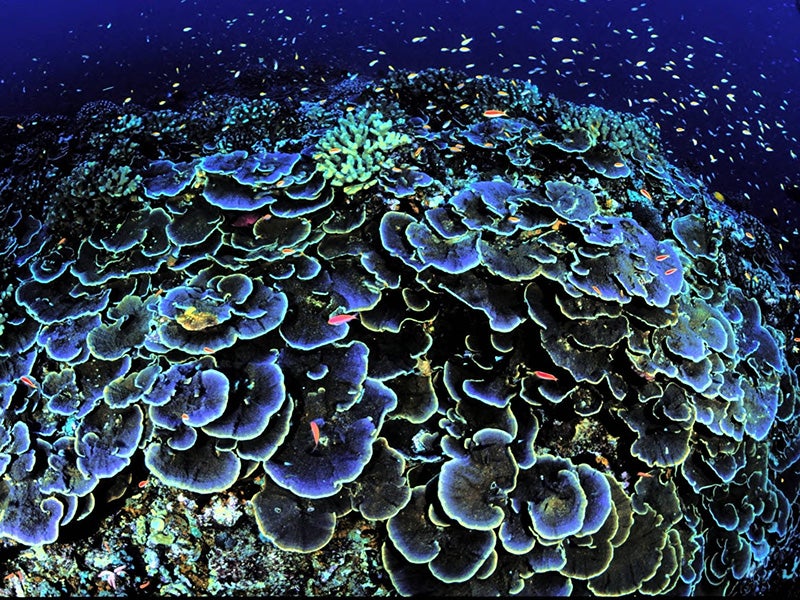 Coral at Jarvis Island National Wildlife Refuge.
(James Maragos / U.S. Fish & Wildlife Service)